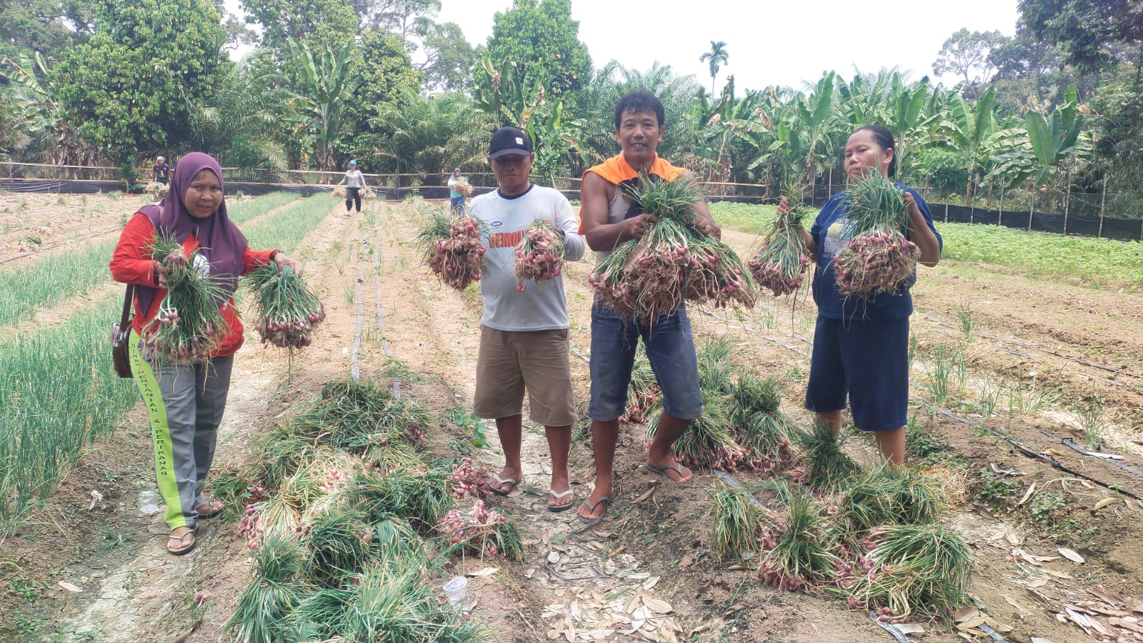 Petani Lawang Agung Muratara Panen Bawang Merah di Lahan 0,5 Hektare