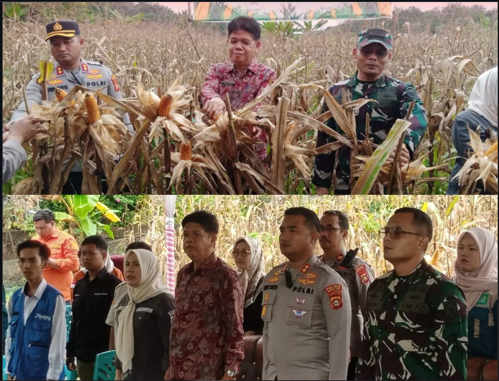 Panen Raya Jagung Serentak Kuartal I Tahun 2026 Kabupaten Musi Rawas Utara