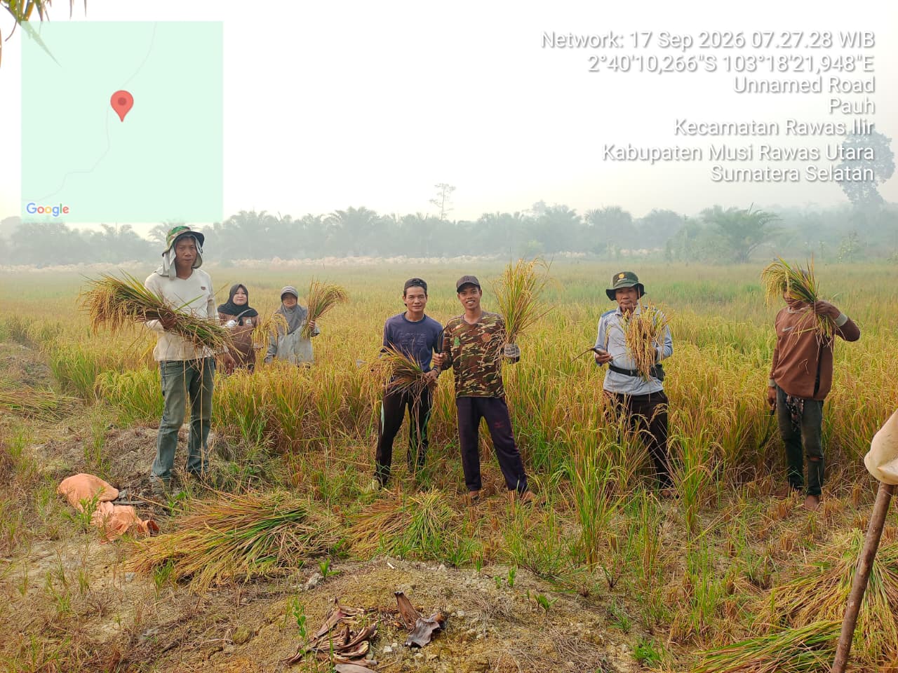 Dilanda Kemarau, Petani Desa Pauh Muratara Bersyukur Padi Sawah Bisa Dipanen